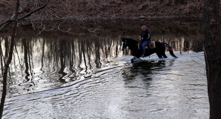 Good Looking Black Missouri Fox Trotter Trail Riding Mare