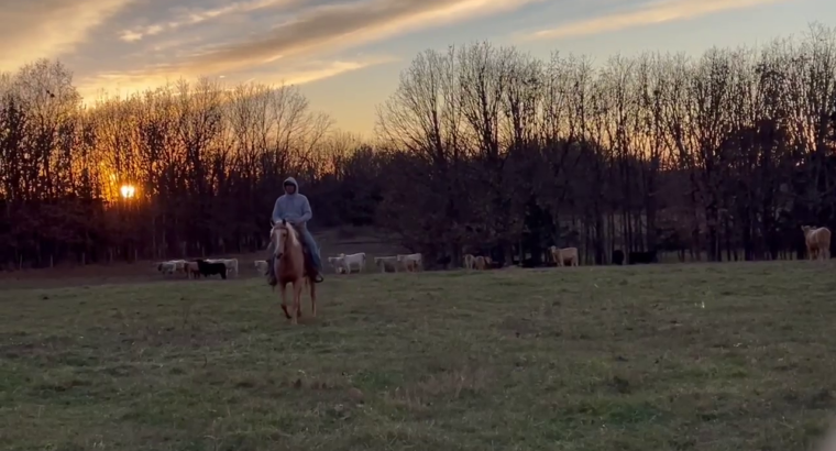 Golden Palomino Missouri Fox Trotter Trail Riding Mare