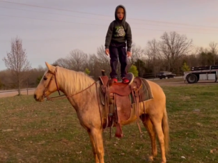 Golden Palomino Missouri Fox Trotter Trail Riding Mare