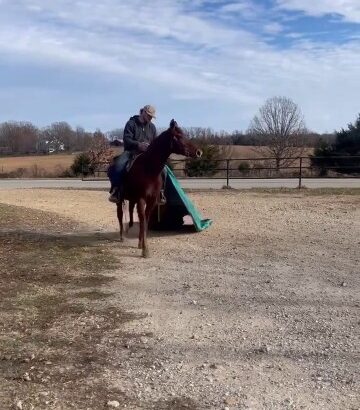 Rich Sorrel Missouri Fox Trotter Trail Gelding