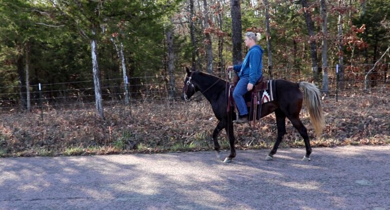 Beautiful Chocolate Rocky Mountain Trail Riding Mare