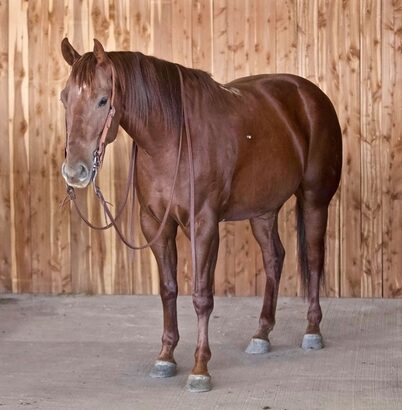 big stout and gentle for any rider on trails or around the ranch