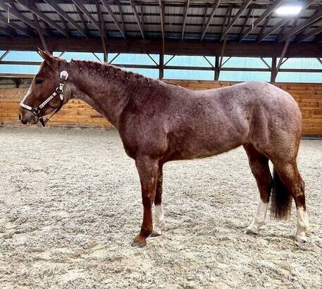 Beginner Safe, Fancy Red Roan Ranch/Trail/Family Safe!!!