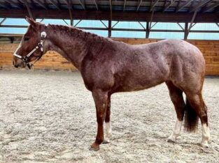 Beginner Safe, Fancy Red Roan Ranch/Trail/Family Safe!!!