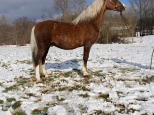 5hh, Stout built, Beginner Safe, Super Smooth Gaited!!!