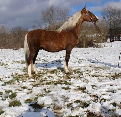 5hh, Stout built, Beginner Safe, Super Smooth Gaited!!!