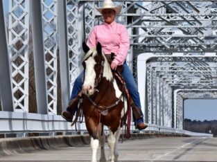 3.3hh Trail/Ranch pony Quarter