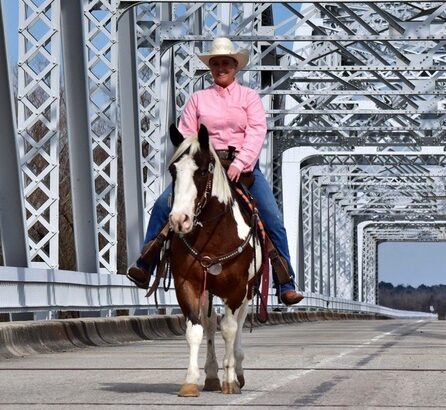 3.3hh Trail/Ranch pony Quarter