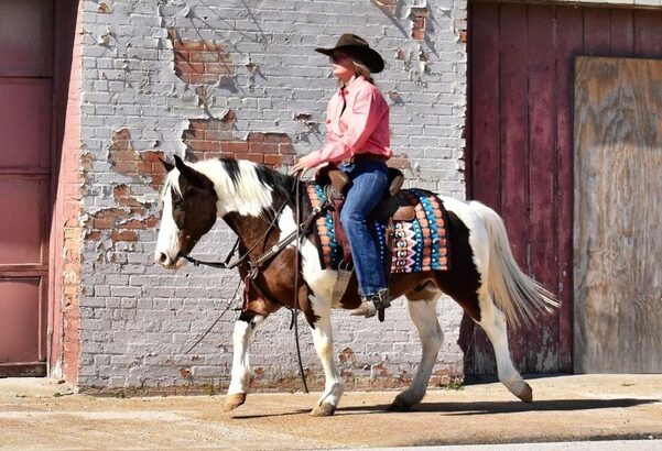 3.3hh Trail/Ranch pony Quarter