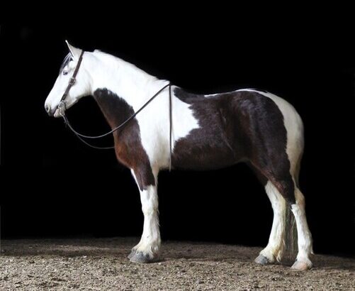 Family Safe, Slow and Easy Trail Horse!!!