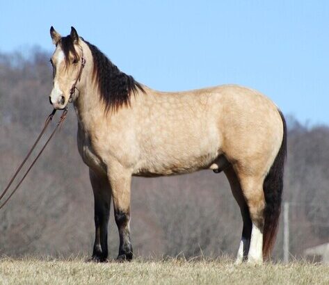 Trail, Ranch, Roping, Team Sorting/Penning horse! Lots of handle, fancy broke BUCKSKIN!