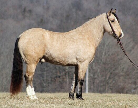 Trail, Ranch, Roping, Team Sorting/Penning horse! Lots of handle, fancy broke BUCKSKIN!