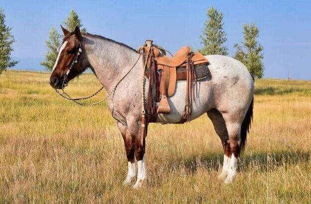 Family Safe!!! Trail-Ranch-Sorting-Roping-Pickup… TRUE DRAFTCROSS RANCH HORSE!!!