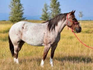 Family Safe!!! Trail-Ranch-Sorting-Roping-Pickup… TRUE DRAFTCROSS RANCH HORSE!!!