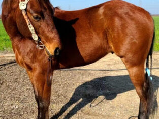 Potential Quarter Horse