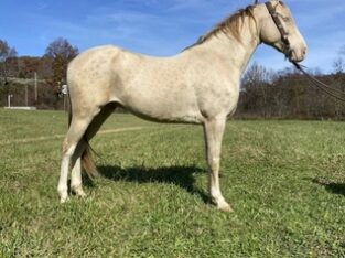 Place your bids at www.PlatinumEquineAuction.com Broke/Safe trail horse, gentle for the whole family! Super smooth gaited and Very Flashy!!!