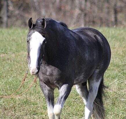 Place your bids at www.PlatinumEquineAuction.com Broke/Safe trail horse, gentle for any rider on trails! Super smooth gaited!!!