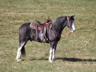 Place your bids at www.PlatinumEquineAuction.com Broke/Safe trail horse, gentle for any rider on trails! Super smooth gaited!!!