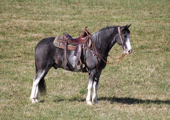 Place your bids at www.PlatinumEquineAuction.com Broke/Safe trail horse, gentle for any rider on trails! Super smooth gaited!!!