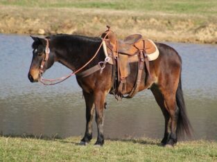 Place your bids at www.PlatinumEquineAuction.com Broke/Safe trail horse, gentle for any rider on trails! Super smooth gaited and very stout built!!!