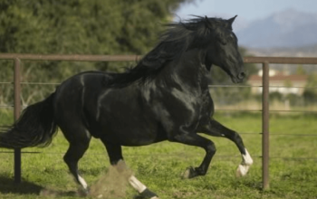 What does gaited horse mean? Gaited Horse Breeds