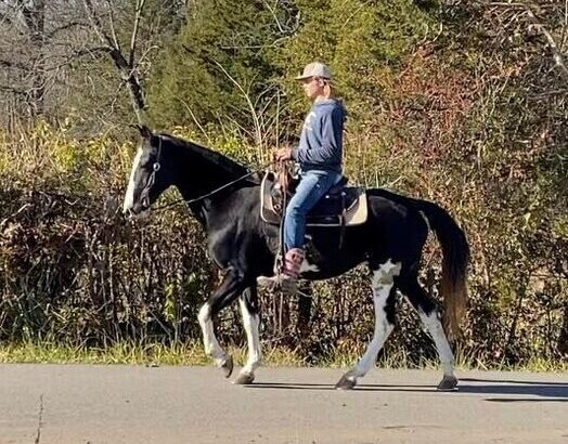 Place your bids at www.PlatinumEquineAuction.com Broke/Safe trail horse, gentle for any rider on trails! Super smooth gaited!!!