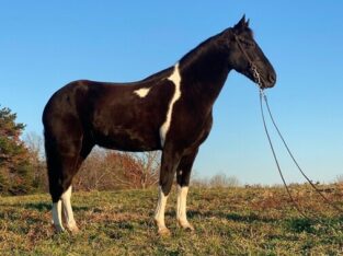 Place your bids at www.PlatinumEquineAuction.com Broke/Safe trail horse, gentle for any rider on trails! Super smooth gaited and Very Flashy, Spotted