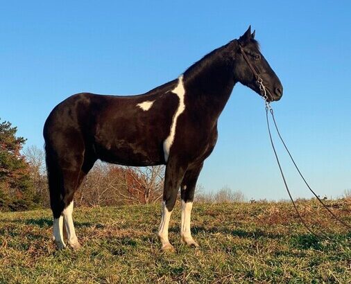 Place your bids at www.PlatinumEquineAuction.com Broke/Safe trail horse, gentle for any rider on trails! Super smooth gaited and Very Flashy, Spotted