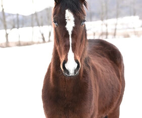 Beautiful, Sweet Morgan Gelding – Perfect Companion Horse