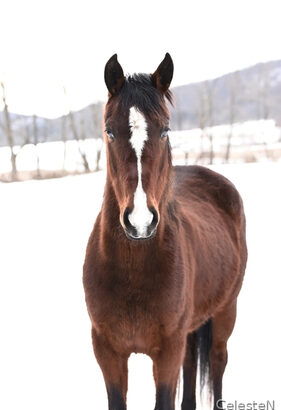 Beautiful, Sweet Morgan Gelding – Perfect Companion Horse