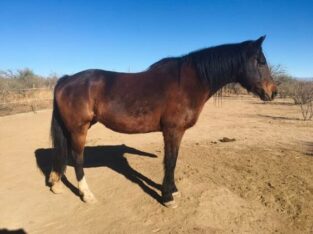 Registered Morgan Mare