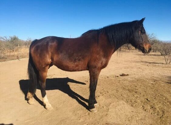 Registered Morgan Mare