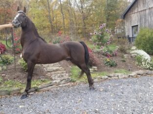 Morgan stallion fee