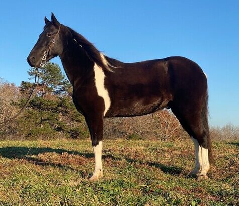 Place your bids at www.PlatinumEquineAuction.com Broke/Safe trail horse, gentle for any rider on trails! Super smooth gaited and Very Flashy, Spotted