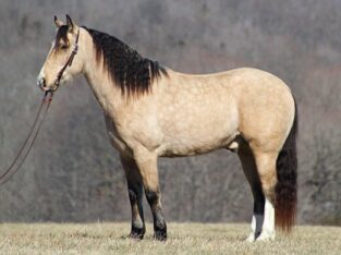 Trail, Ranch, Roping, Team Sorting/Penning horse! Lots of handle, fancy broke BUCKSKIN!