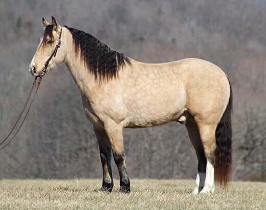 Trail, Ranch, Roping, Team Sorting/Penning horse! Lots of handle, fancy broke BUCKSKIN!