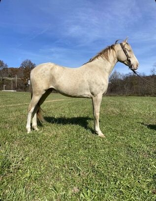 Place your bids at www.PlatinumEquineAuction.com Broke/Safe trail horse, gentle for the whole family! Super smooth gaited and Very Flashy!!!