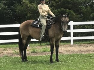 Beautiful Buckskin Morgan Gelding