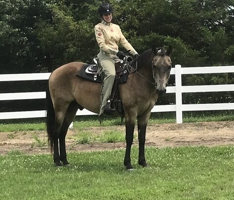 Beautiful Buckskin Morgan Gelding