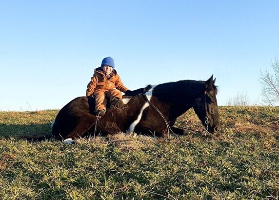 Place your bids at www.PlatinumEquineAuction.com Broke/Safe trail horse, gentle for any rider on trails! Super smooth gaited and Very Flashy, Spotted