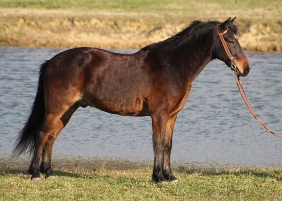 Place your bids at www.PlatinumEquineAuction.com Broke/Safe trail horse, gentle for any rider on trails! Super smooth gaited and very stout built!!!