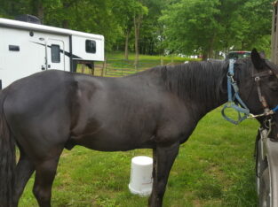 kentucky mountain gelding