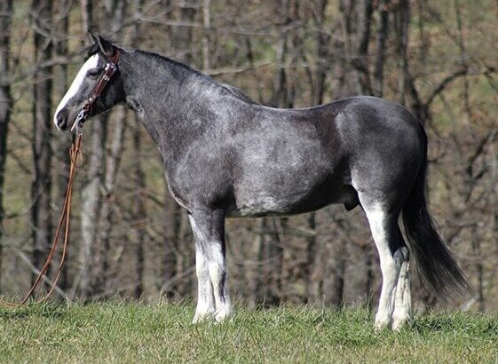 Place your bids at www.PlatinumEquineAuction.com Broke/Safe trail horse, gentle for any rider on trails! Super smooth gaited and Very Flashy!!!