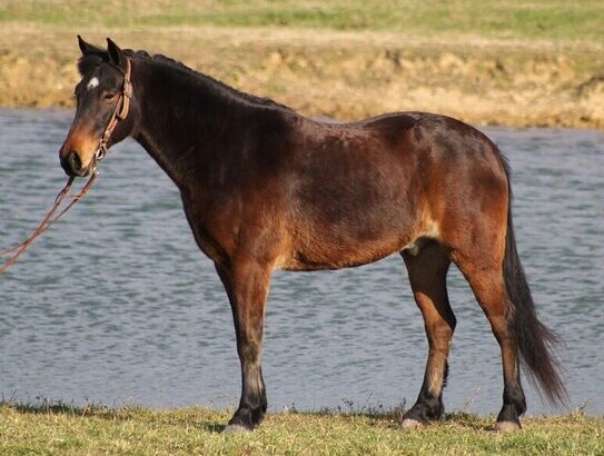 Place your bids at www.PlatinumEquineAuction.com Broke/Safe trail horse, gentle for any rider on trails! Super smooth gaited and very stout built!!!