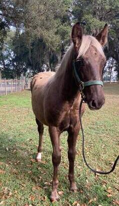 Chocolate Rocky Mountain Horse for sale in usa