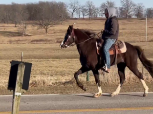 Missouri Fox Trotter