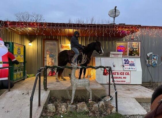 Missouri Fox Trotter