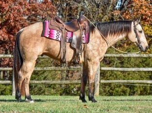 VERY PRETTY, PROFESSIONALLY TRAINED, WELL BRED & WELL BROKE AQHA DAPPLED BUCKSKIN GELDING, ANYONE CAN RIDE, GENTLE