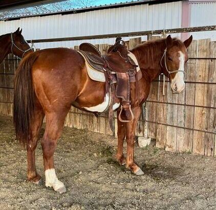 Sweet Quarter horse classifieds