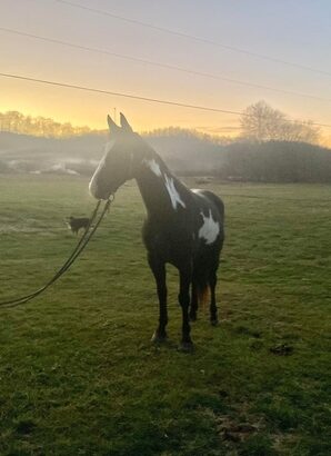 Beginner Safe, Super Smooth Gaited, RARE OVERO!!